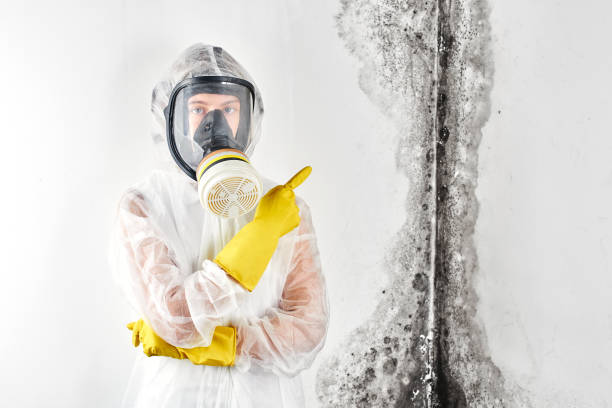 Best Mold Prevention Services in Eleanor, WV