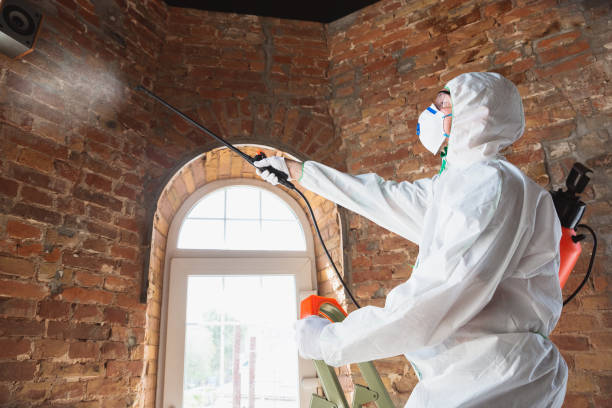 Why You Should Choose Our Mold Remediation Services in Eleanor, WV